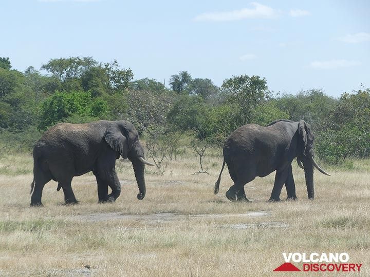 Erweiterung des Akagera NP – Elefanten in Bewegung (Photo: Ingrid Smet)