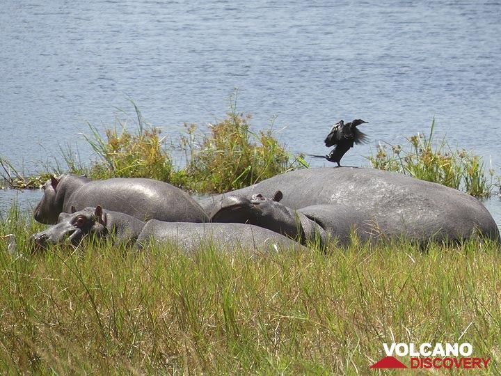 Akagera NP extension - Hippos resting on the land with a wading bird (cormorant) (Photo: Ingrid Smet)
