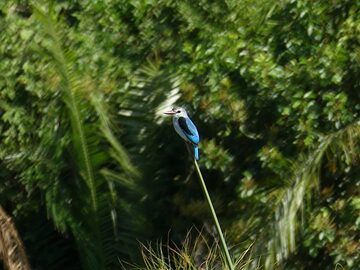 Akagera NP extension - woodland kingfisher (Photo: Ingrid Smet)