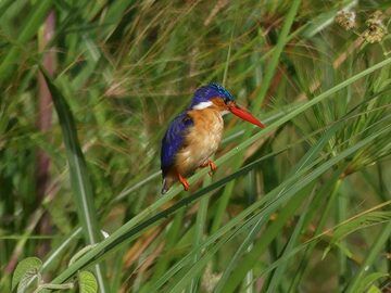 Akagera NP extension - paradise kingfisher (Photo: Ingrid Smet)