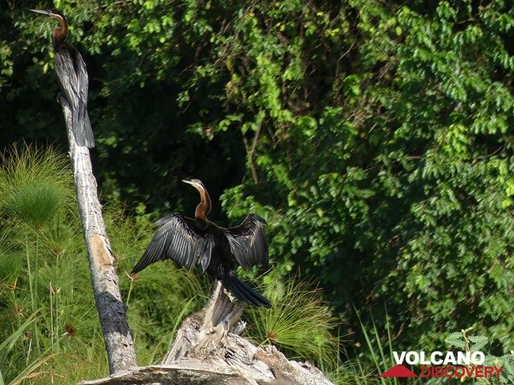 Akagera NP extension - black cormorants (Photo: Ingrid Smet)