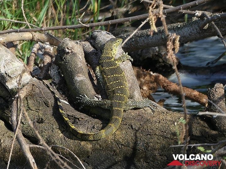 Akagera NP extension - monitor lizard at the shore of Lake Ihema (Photo: Ingrid Smet)