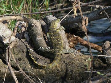 Akagera NP extension - monitor lizard at the shore of Lake Ihema (Photo: Ingrid Smet)