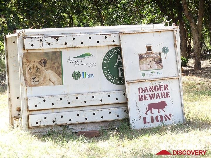 Erweiterung des Akagera-Nationalparks – so nahe kommen wir (glauben) den Löwen des Parks, die kürzlich wieder angesiedelt wurden (Photo: Ingrid Smet)