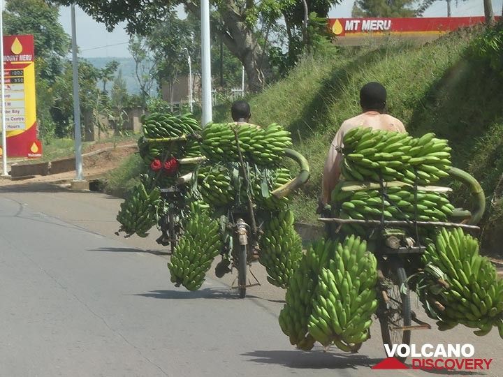 Extension du NP Akagera - des bananes partout ! (Photo: Ingrid Smet)