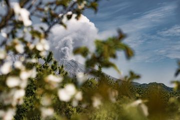 La fleur de cerisier et le volcan (Photo: Ivana Dorn)