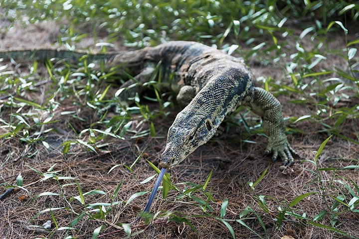 Meeting a monitor lizard on Anak Krakatau (Photo: Ivana Dorn)