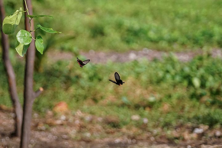 J'ai eu la chance de prendre une photo de ces papillons colorés au vol rapide sur Anak Krakatau (Photo: Ivana Dorn)