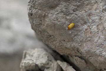 Ein Schwefelkäfer im Krater von Papandayan (Photo: Ivana Dorn)