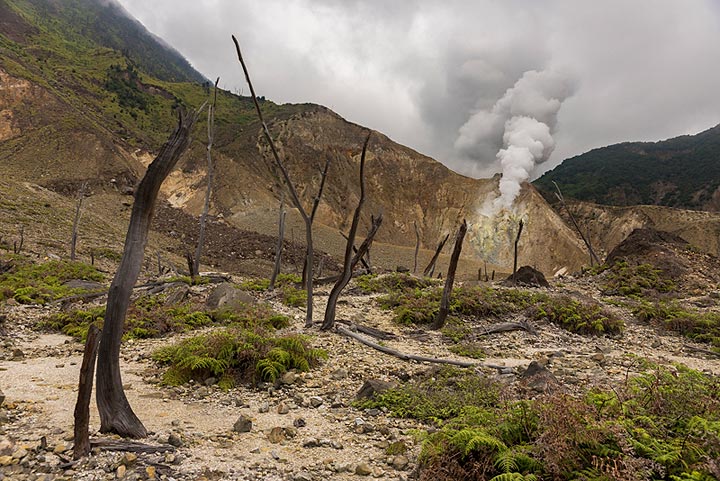 Remnants of volcanic forces, charred trees by the eruption in 2002 (Photo: Ivana Dorn)