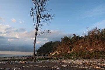 A single surviving tree on the beach of Panjang island (Photo: AndreyNikiforov)