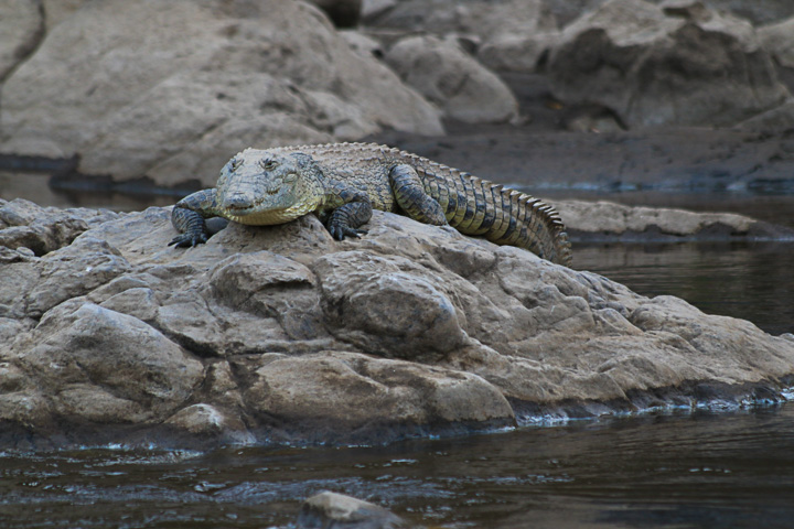 Crocodile dans la rivière Awash (Photo: Dietmar)