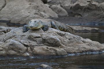 Krokodil im Awash River (Photo: Dietmar)