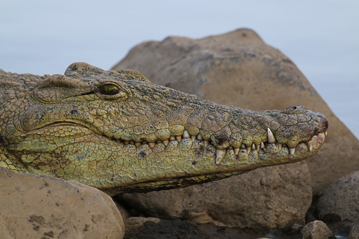 Crocodile dans la rivière Awash (Photo: Dietmar)
