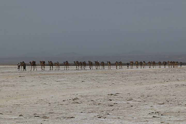 Caravane de chameaux dans le désert de Danakil près de Dallol (Photo: Dietmar)