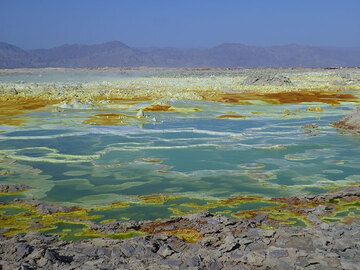 Since the more active 2010 period where there were also green acid ponds at Dallol, the area had slowly become smaller and most of the green acids pond disappeared. This was probably linked to the unusual 4 years of no direct rain in the area. The much needed rainshowers at the end of 2015- start of 2016 brought back the green acid ponds and since then the colourful active Dallol hydrothermal fields have grown significantly. (Photo: Hans and Jooske)