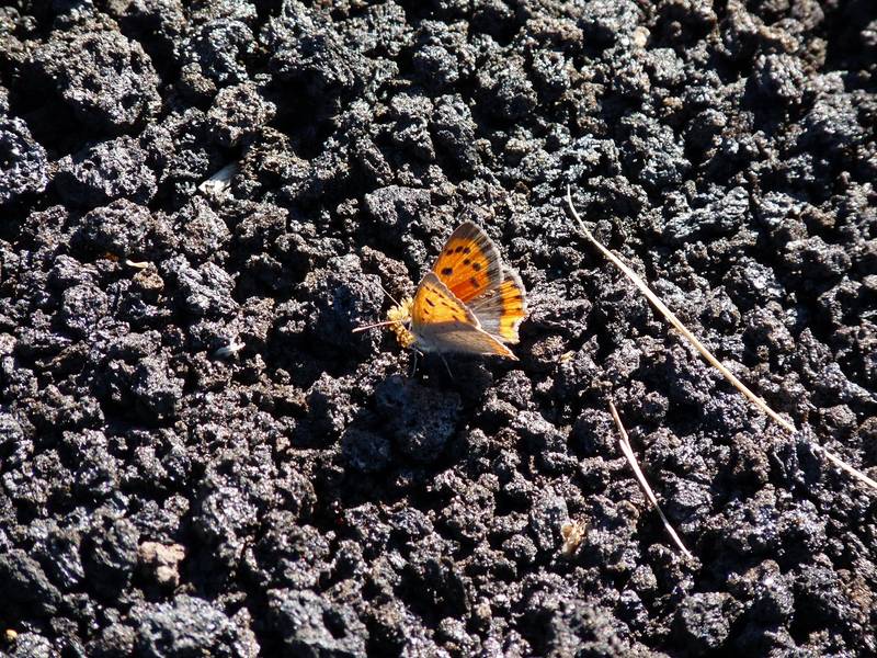 „vulkanorangeroter“ Schmetterling auf einem der vielen Lavaströme des Ätna. Italiens Vulkane: Die große Tour, Oktober 2013 (Photo: Ingrid)