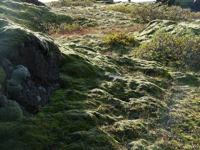 Aufgrund des sehr feuchten Klimas sind die riesigen Lavafelder im isländischen Hochland dicht mit dicken Moosteppichen bedeckt. In der Nähe von Hrauneyjalón, südliche Grenze des isländischen Hochlandes – 12. September 2014. (Photo: Ingrid)