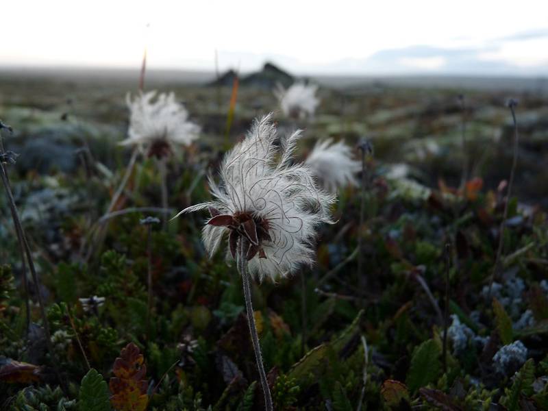 Die subarktische Tundra im isländischen Hochland ist die Heimat vieler Pflanzen, darunter der Baumwoll-Segge (Eriophorum angustifolium). In der Nähe von Hrauneyjalón, südliche Grenze des isländischen Hochlandes – 13. September 2014. (Photo: Ingrid)