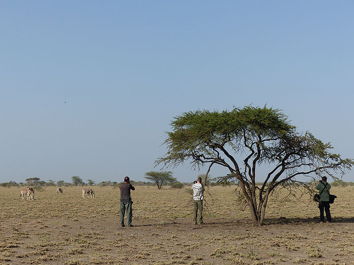 TAG 2: Kurze Safari im Awash-Nationalpark – grasende Oryxantilopen und konzentrierte Fotografen unter der Akazie des Great Rift Valley (Photo: Ingrid)