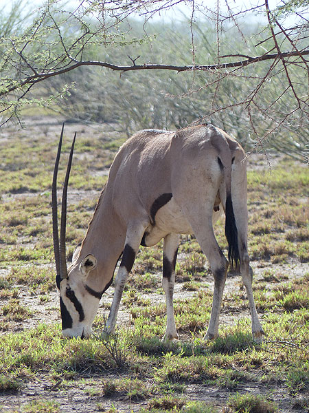 DAY 2: Short safari in Awash National Park - grazing oryx (Photo: Ingrid)