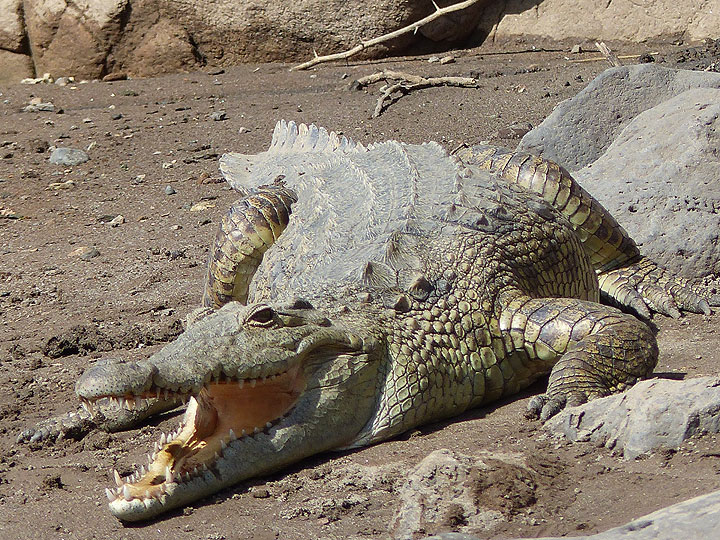 DAY 2: Short safari in Awash National Park - Nile crocodile sunbathing at Awash water falls (Photo: Ingrid)