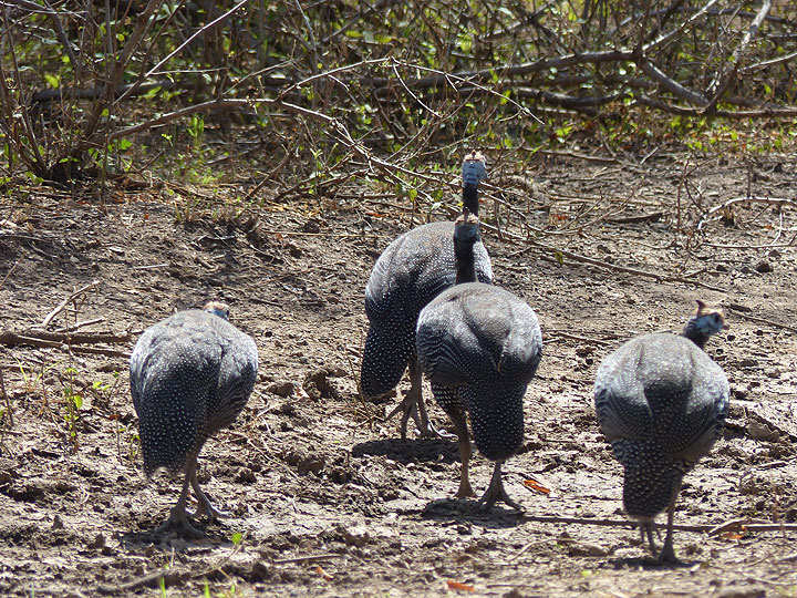DAY 2: Short safari in Awash National Park - a confusion of guinea fowls (classic bum shot) (Photo: Ingrid)