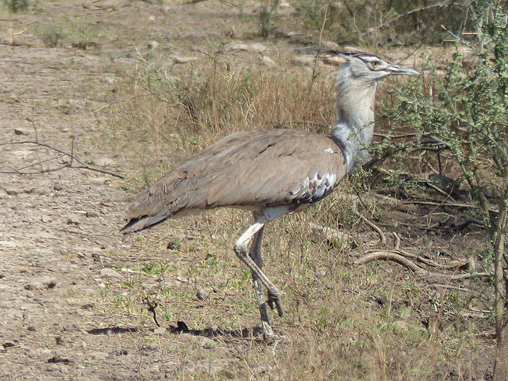 JOUR 2 : Court safari dans le Parc National d'Awash - Outarde Kori traversant la route (Photo: Ingrid)