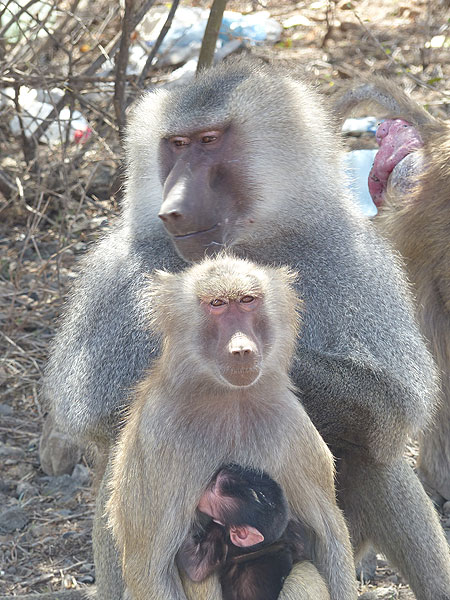 JOUR 2 : Du PN Awash à Logia - famille des babouins olive (Photo: Ingrid)