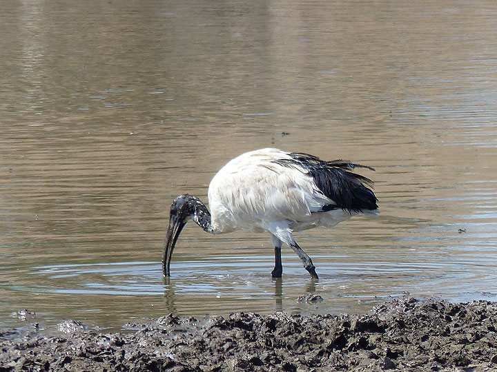 DAY 2: From Awash NP to Logia - African sacred ibis feeding at a large water hole (Photo: Ingrid)