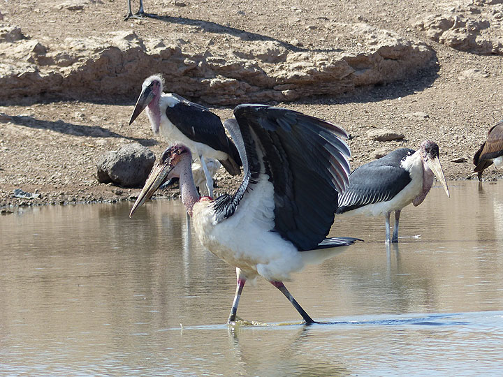 DAY 2: From Awash NP to Logia - marabou storks at a large water hole (Photo: Ingrid)