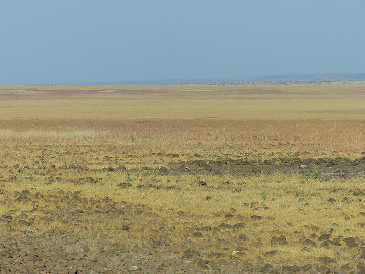JOUR 2 : Du PN Awash à Logia - la savane relativement verte cède progressivement la place à un paysage de steppe moins végétalisé (Photo: Ingrid)