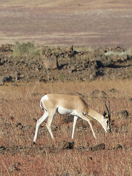 JOUR 2 : Du PN Awash à Logia - une gazelle de Grant broutant dans la steppe (Photo: Ingrid)