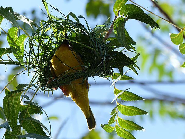 JOUR 3 : ... qui s'avère être un tisserand masqué mâle du sud, l'un des nombreux occupés à tisser un nid... (Photo: Ingrid)