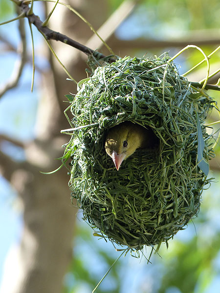 Tag 3: ...während die bereits fertigen Nester von Webervogelweibchen bewohnt werden! (Photo: Ingrid)