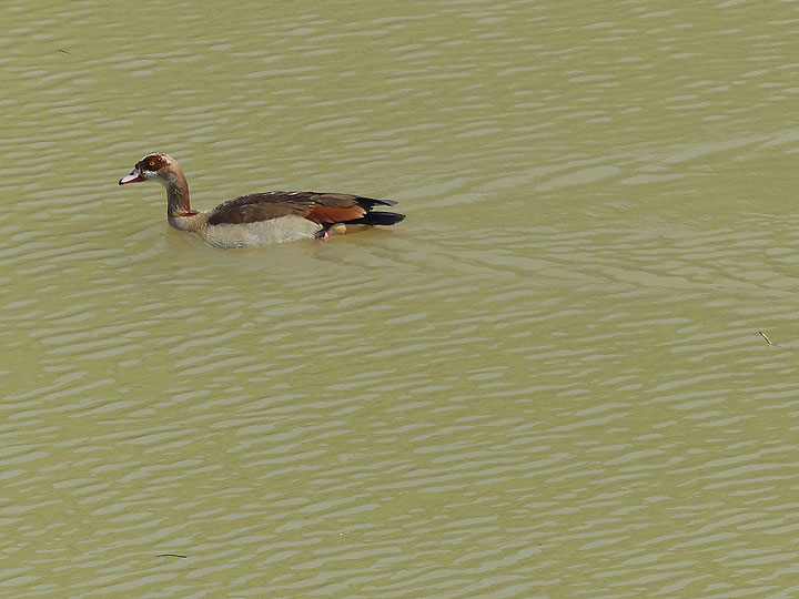 DAY 3: From Logia to Afrera salt lake  - An Egyptian goose amidst the water filled crater... (Photo: Ingrid)