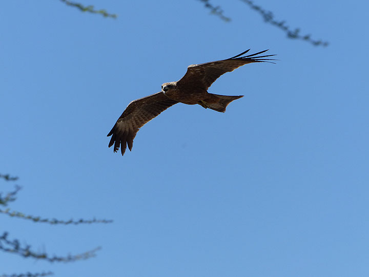 JOUR 3 : De Logia au lac salé d'Afrera - Un rapace (aigle tacheté ?) en vol (Photo: Ingrid)