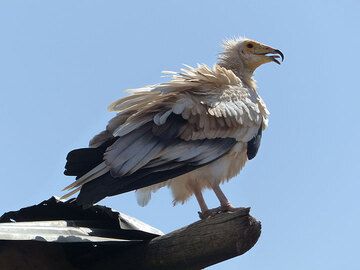 DAY 3: From Logia to Afrera salt lake - Egyptian vulture (Photo: Ingrid)