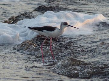 DAY 4: From Afrera to Dodom (Erta Ale basecamp) - An early bird (blak-winged stilt?) at Afrera´s shoreline (Photo: Ingrid)