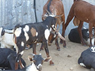 JOUR 4 : D'Afrera à Dodom (camp de base d'Erta Ale) - ... beaucoup de chèvres ! (Photo: Ingrid)