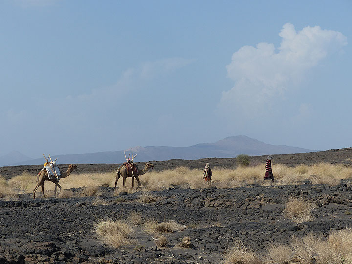 JOUR 4 : D'Afrera à Dodom (camp de base d'Erta Ale) - petites caravanes de chameaux en route vers le camp de base d'Erta Ale d'où elles transporteront bagages et matériel de camping jusqu'au volcan (Photo: Ingrid)