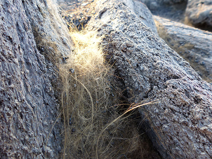 DAYS 5-6-7: Erta Ale - Pele´s hair between pahoehoe ripples. (Photo: Ingrid)