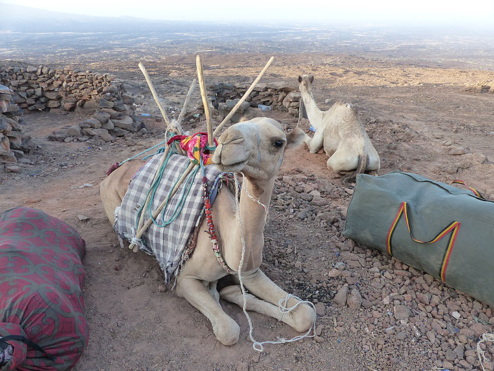 DAYS 5-6-7: Erta Ale - Some of the camels that brought up luggage, food and camping equipment (Photo: Ingrid)