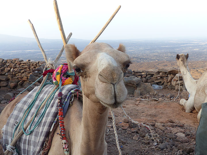 JOURS 5-6-7 : Erta Ale - Certains des chameaux qui ont apporté des bagages, de la nourriture et du matériel de camping (Photo: Ingrid)