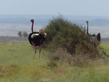DAY 8: From Erta Ale to Amadelah - ostriches on the run (Photo: Ingrid)
