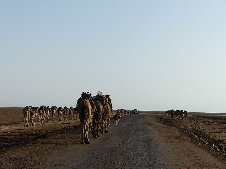 JOUR 10 : Lac Assale - ...en croisant de nombreuses caravanes de chameaux en cours de route ! (Photo: Ingrid)
