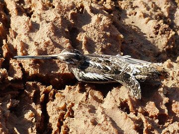 TAG 10: Lake Assale – Für Vögel, die über die glühend heiße Danakil-Wüste fliegen, sind die kleinen Wasserbecken unwiderstehlich – doch der Salzgehalt dieser Becken ist für sie tödlich (Photo: Ingrid)