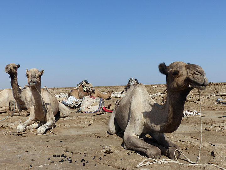 TAG 10 – Lake Assale – traditionelle Salztransporter, Kamele warten geduldig darauf, mit ihrer Ladung beladen zu werden (Photo: Ingrid)