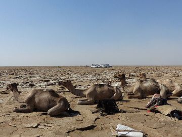 DAY 10: Lake Assale - As the modern network of roads in Ethiopia improves and extends, the camel is likely to be soon replaced by trucks (Photo: Ingrid)