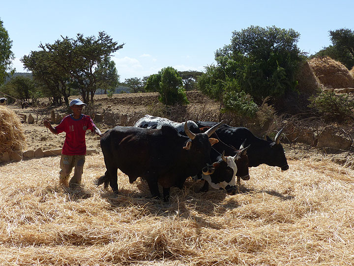 TAG 11-12: Von Wakru nach Mekele – Traditionelle und sehr effektive Art, die Spreu vom Weizen zu trennen (Photo: Ingrid)